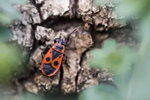 Macro image of an insect in Germany