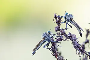 Bilder Datiert 7. Mai 2020: Makrobild eines Insekts in Deutschland.