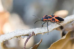 Macro image of an insect in Germany