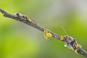 Mai Drucke: Großaufnahme eines Insekts in Deutschland.