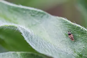 German Flora And Fauna Photos Drucke: Macro image of an insect in Germany