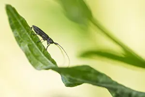 Baden Wurttemberg Nature Images Drucke: Macro image of an insect in Germany