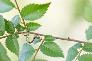 Baden Wurttemberg Flora Drucke: Macro image of an insect in Germany