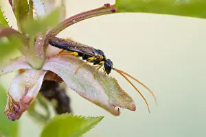 März Drucke: Makrobild eines Insekts in Deutschland.