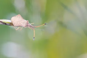 Bilder Datiert 9. Mai 2020: Makrobild eines Insekts in Deutschland.
