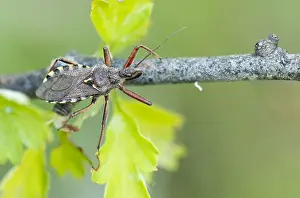 Mai Drucke: Makrobild eines Insekts in Deutschland.