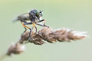 Macro Nature Photography Drucke: Macro image of an insect in Germany