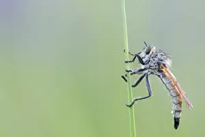 Bilder Datiert 7. Mai 2020: Makrobild eines Insekts in Deutschland.