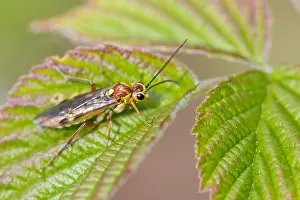 Bilder Datiert 4. Mai 2020: Makrobild eines Insekts in Deutschland.