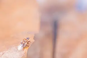 Germany Macro Photography Drucke: Macro image of an insect in Germany