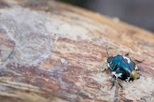 Bilder Datiert 13. März 2020: Großaufnahme eines Insekts in Deutschland