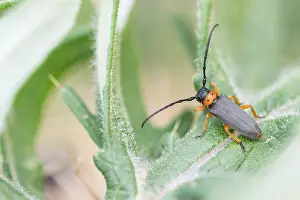 Macro Photography Europe Drucke: Macro image of an insect in Germany