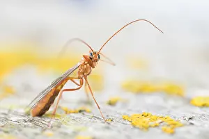 Lower Saxony Nature Images Drucke: Macro image of an insect in Germany