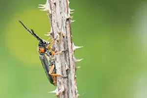 Outdoor Nature Photography Tips Drucke: Macro image of an insect in Germany