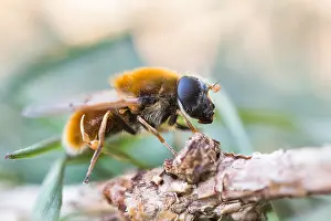 German Flora And Fauna Images Drucke: Macro image of an insect in Germany