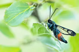 Mai Drucke: Makrobild eines Insekts in Deutschland.