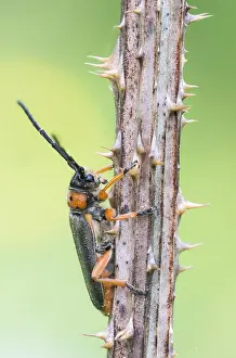 Bilder Datiert 9. Mai 2020: Makrobild eines Insekts in Deutschland.