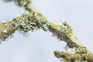 Bilder Datiert 2. April 2020: Großaufnahme eines Insekts in Deutschland.