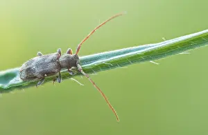 Germany Wildlife Images Drucke: Macro image of an insect in Germany