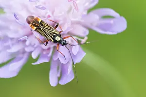Makrobild eines Insekts in Deutschland.