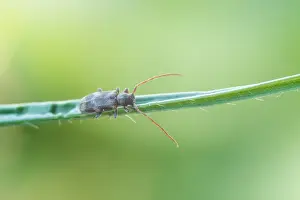 Großaufnahme eines Insekts in Deutschland.
