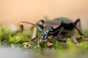 Bilder Datiert 27. März 2020: Makrobild eines Insekts in Deutschland.