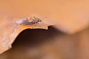 Macro Nature Photography Drucke: Macro image of an insect in Germany