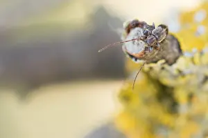 Mai Drucke: Makrobild eines Insekts in Deutschland.