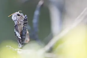 Macro Nature Photography Drucke: Macro image of an insect in Germany