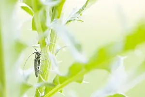 Bilder Datiert 17. Mai 2020: Großaufnahme eines Insekts in Deutschland.