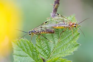 Bilder Datiert 4. Mai 2020: Makrobild eines Insekts in Deutschland.
