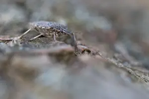 German Nature Photography Outdoors Drucke: Macro image of an insect in Germany