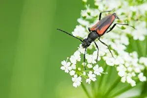 Makrobild eines Insekts in Deutschland.