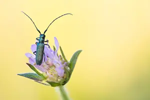 Baden Wurttemberg Nature Images Drucke: Macro image of an insect in Germany
