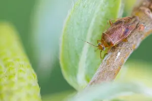 März Drucke: Makrobild eines Insekts in Deutschland.