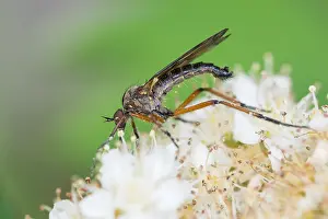Bilder Datiert 4. Mai 2020: Makrobild eines Insekts in Deutschland.
