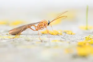 Lower Saxony Flora And Fauna Drucke: Macro image of an insect in Germany