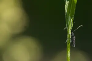 Mai Drucke: Großaufnahme eines Insekts in Deutschland.