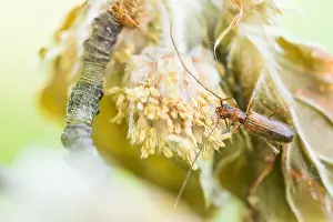 Bilder Datiert 30. Mai 2020: Makrobild eines Insekts in Deutschland.