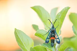 Mai Drucke: Makrobild eines Insekts in Deutschland.