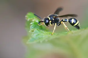 Bilder Datiert 4. Mai 2020: Großaufnahme eines Insekts in Deutschland.