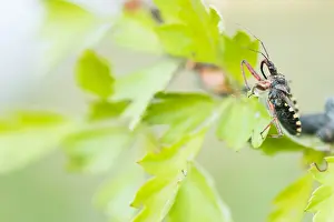 Mai Drucke: Großaufnahme eines Insekts in Deutschland.