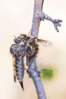 März Drucke: Großaufnahme eines Insekts in Deutschland.