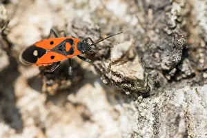 Großaufnahme eines Insekts in Deutschland.