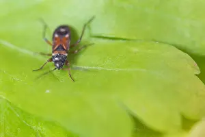 April Drucke: Großaufnahme eines Insekts in Deutschland.
