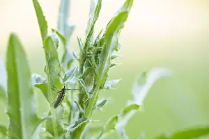 Baden Wurttemberg Flora Drucke: Macro image of an insect in Germany