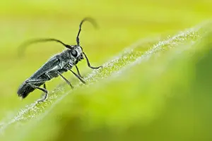 Bilder Datiert 29. Mai 2020: Großaufnahme eines Insekts in Deutschland.