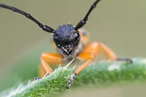 German Flora And Fauna Images Drucke: Macro image of an insect in Germany