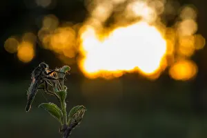 Mai Drucke: Großaufnahme eines Insekts in Deutschland.