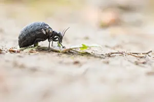 Germany Wildlife Images Drucke: Macro image of an insect in Germany